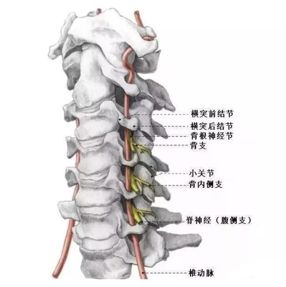 椎间盘关节的改变及脊椎错位是怎样的呢？